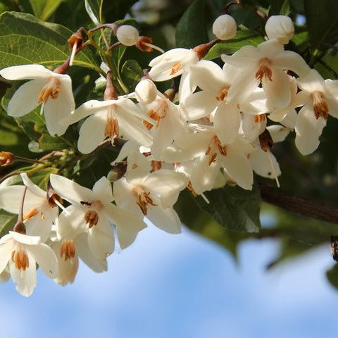 BENZOINO RESINOIDE SUMATRA 55% BB IFF – resinoid for perfumery