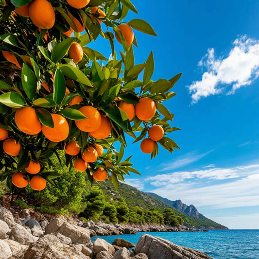 ARANCIO DOLCE SICILIA – olio essenziale per profumeria