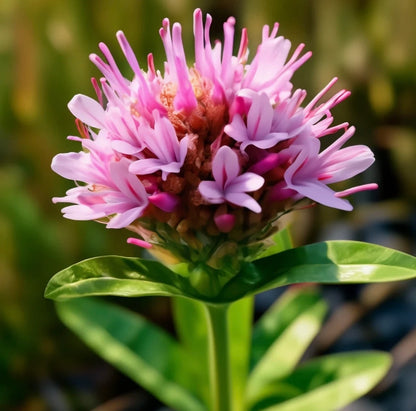 JATAMANSI RECO NAT Robertet – materia prima per profumeria