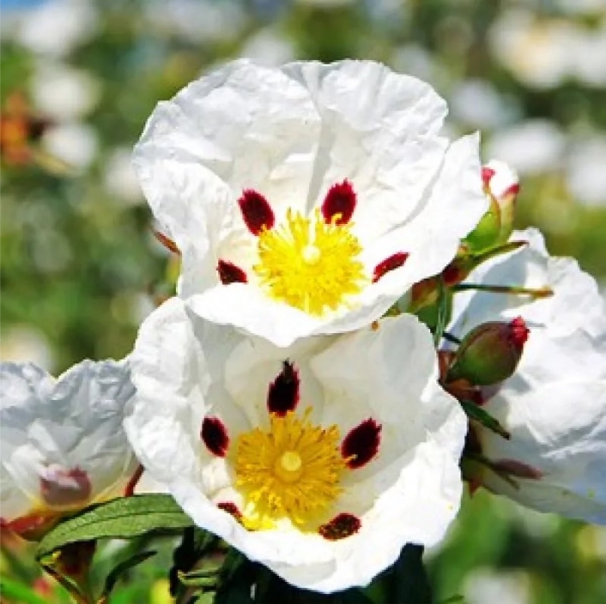 LABDANUM RESINOIDE Spagna IFF – resinoide per profumeria
