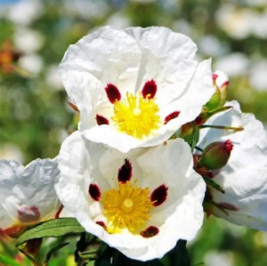 LABDANUM RESINOIDE Spagna IFF – resinoide per profumeria