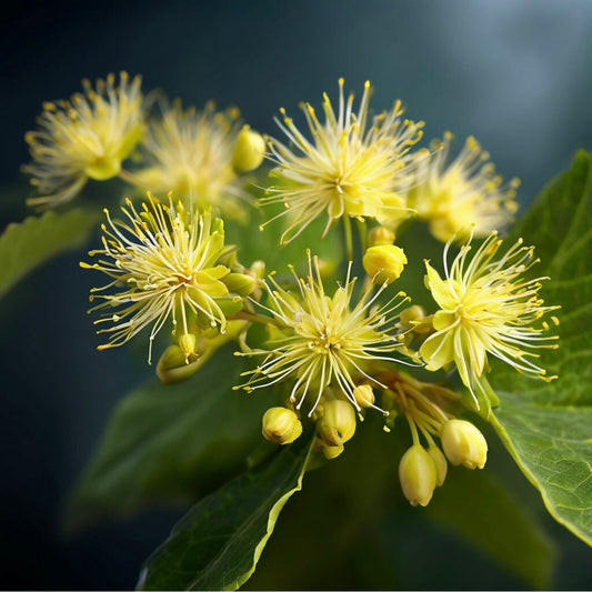 FIORI DI TIGLIO BASE – perfume base