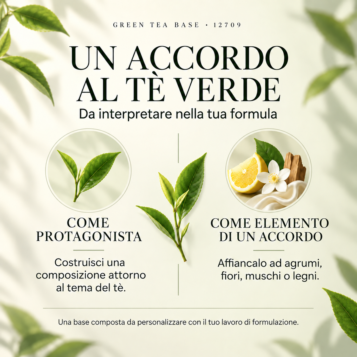 GREEN TEA BASE 12709 — utilizzo come protagonista di una composizione al tè o come elemento di un accordo con agrumi, fiori, muschi e legni