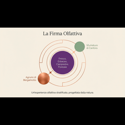 LAVANDIN GROSSO HE – olio essenziale aromatico, erbaceo e canforato con sentore di lavanda, erbe mediterranee e pino chiaro