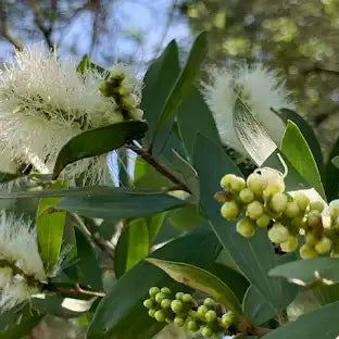 NIAOULI BIOLOGICO Robertet – olio essenziale per profumeria